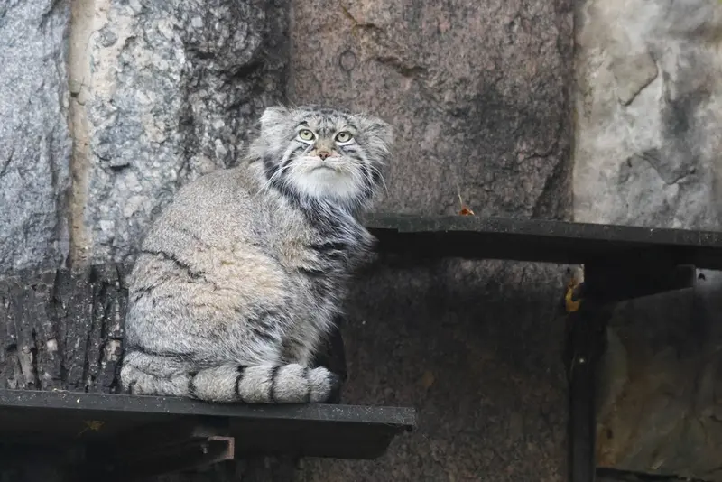 モスクワ動物園のティモフェイの写真