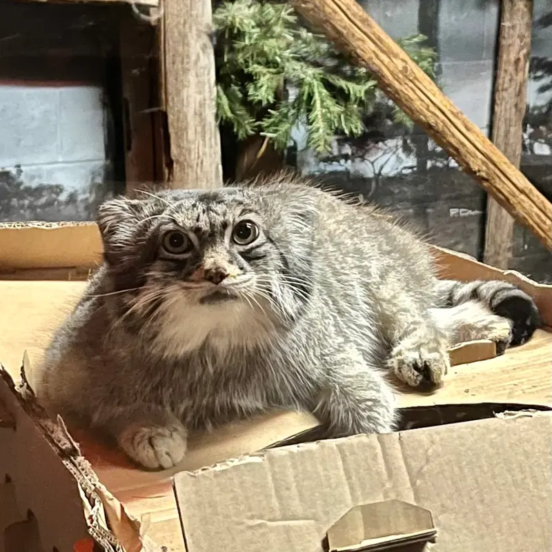 スペリオル湖動物園のパブの写真