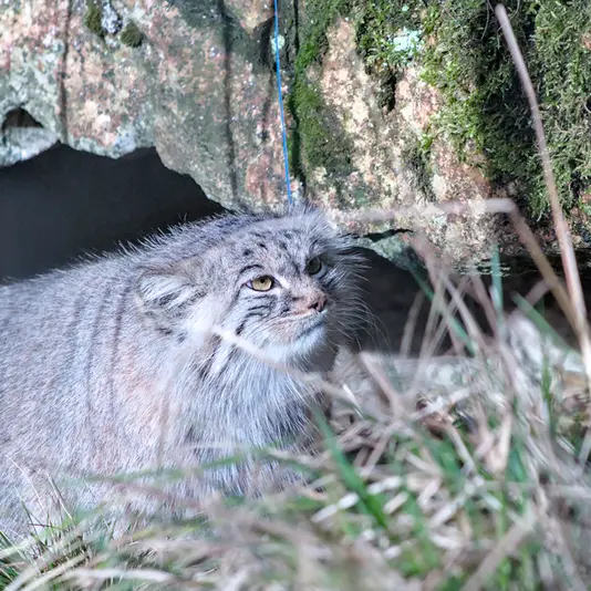 ヘラブルン動物園のスタブシの写真