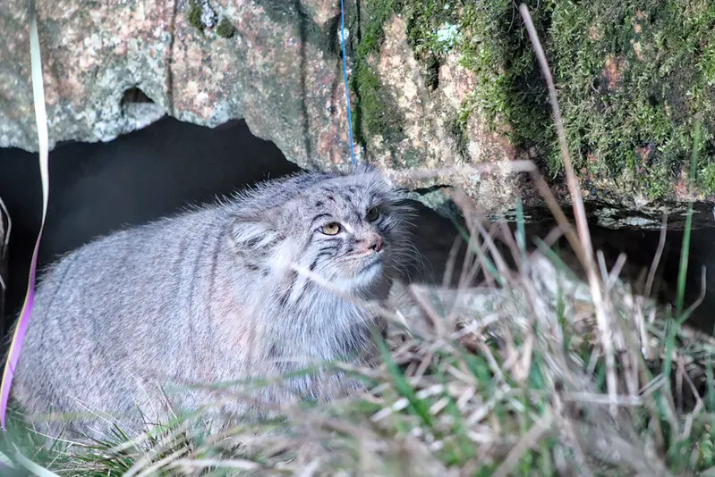 ヘラブルン動物園のスタブシの写真