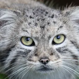 スミソニアン国立動物園のマヌルネコの写真