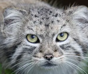 スミソニアン国立動物園のマヌルネコの写真