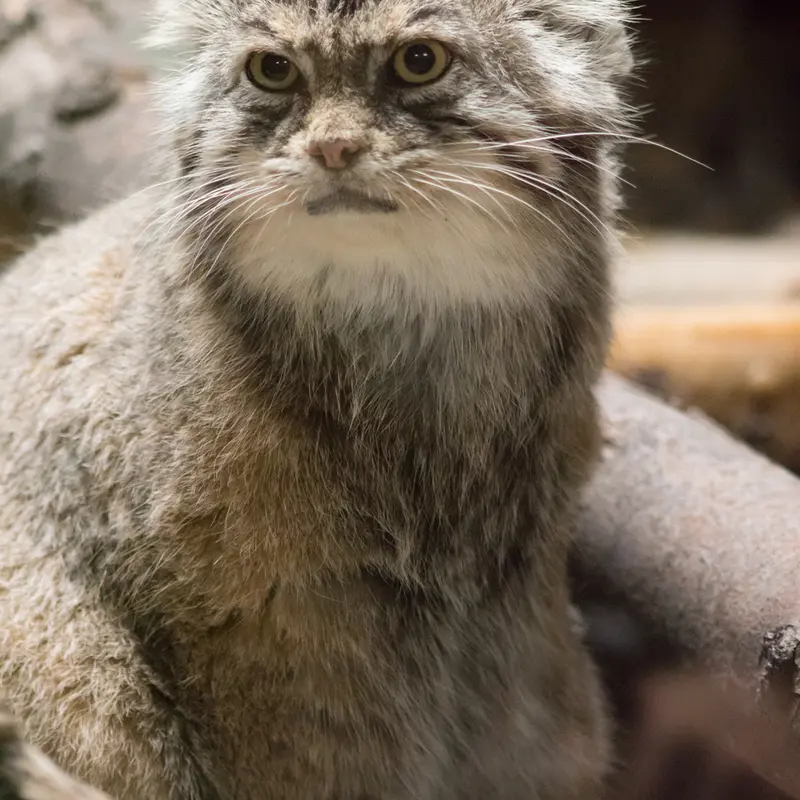 恩賜上野動物園のプリームラの写真