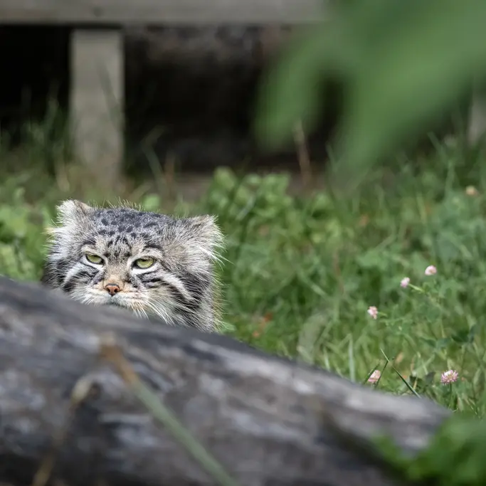 モスクワ動物園のティモフェイの写真