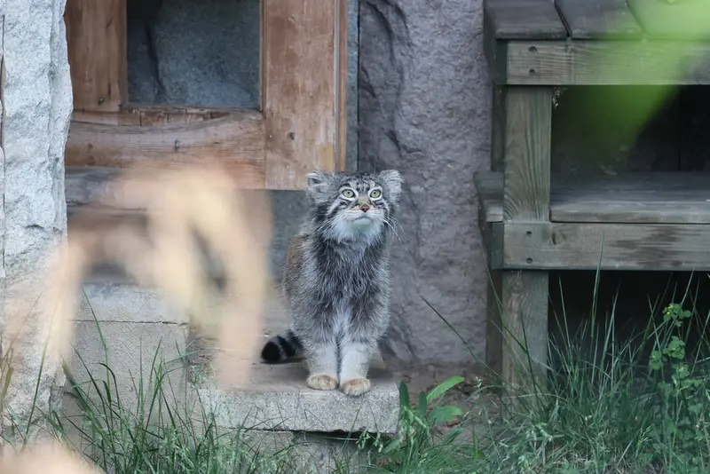 モスクワ動物園のティモフェイの写真