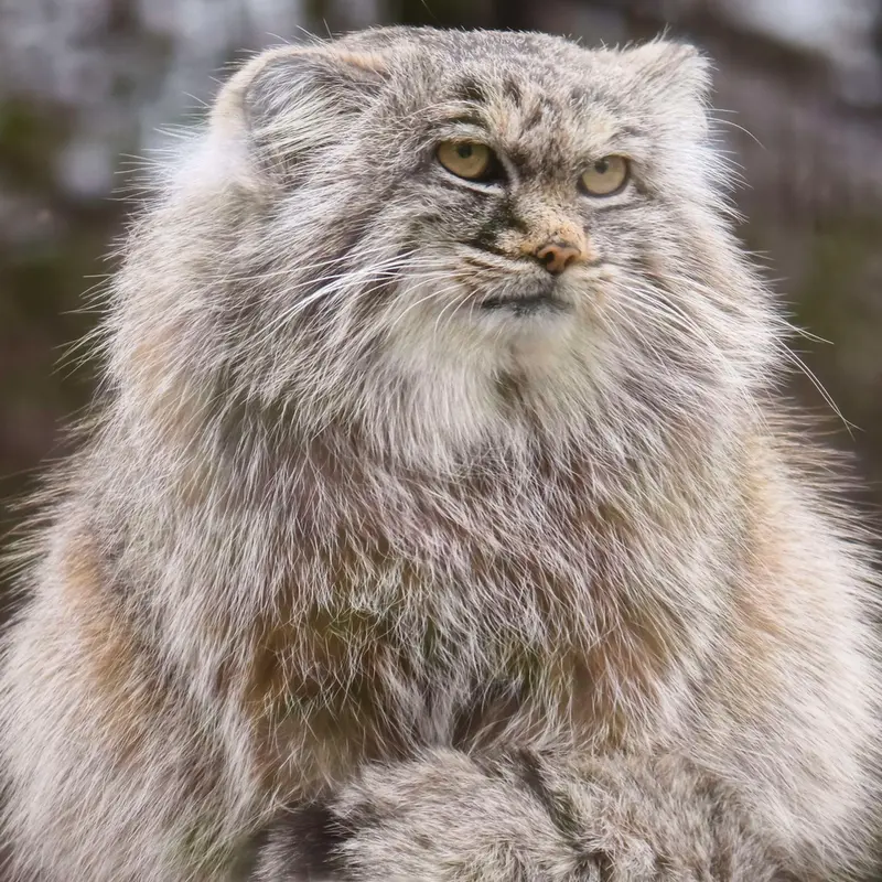 コシツェ動物園のアイセンの写真