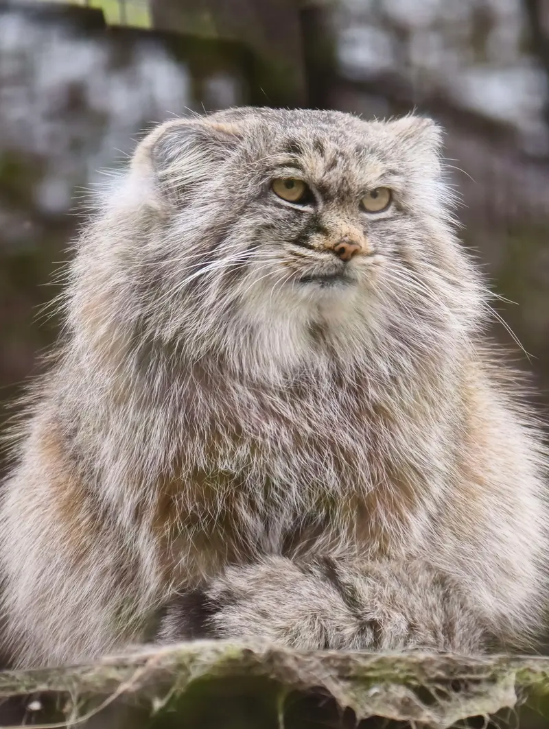 コシツェ動物園のアイセンの写真