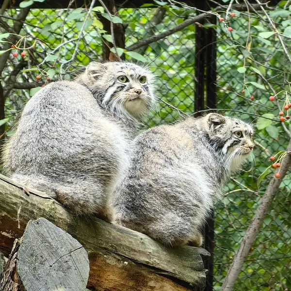 ノヴォシビルスク動物園のルフとエルフの写真