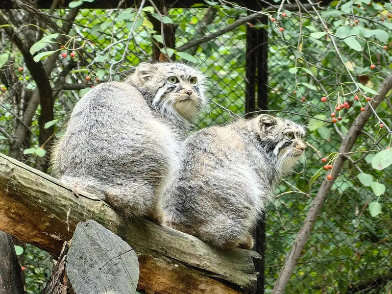 ノヴォシビルスク動物園のルフとエルフの写真