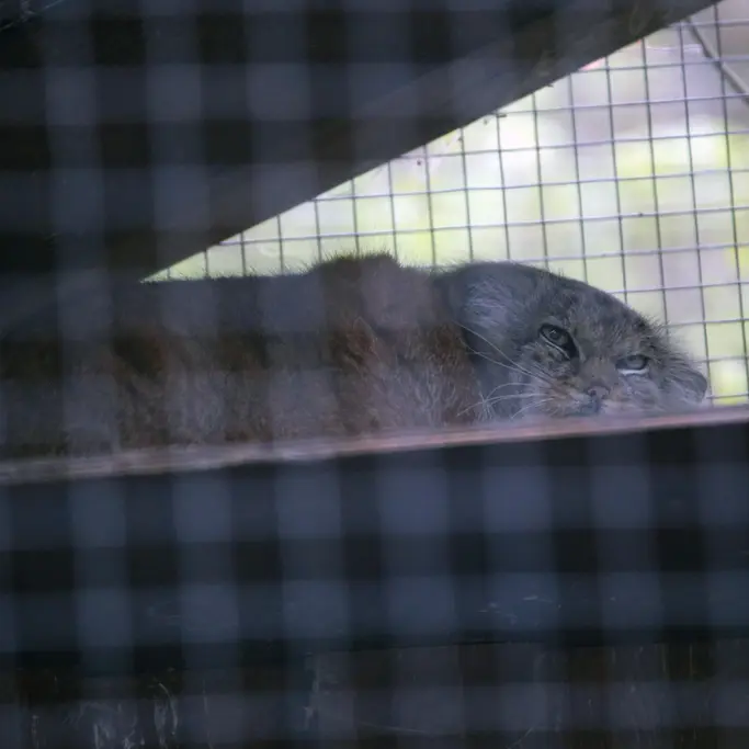 コシツェ動物園のアラニの写真