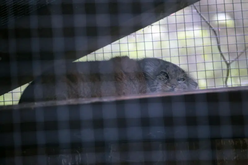コシツェ動物園のアラニの写真