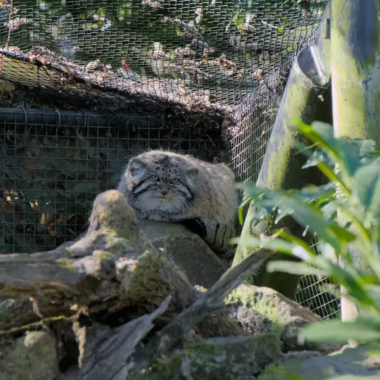ロッテルダム動物園のノルブの写真