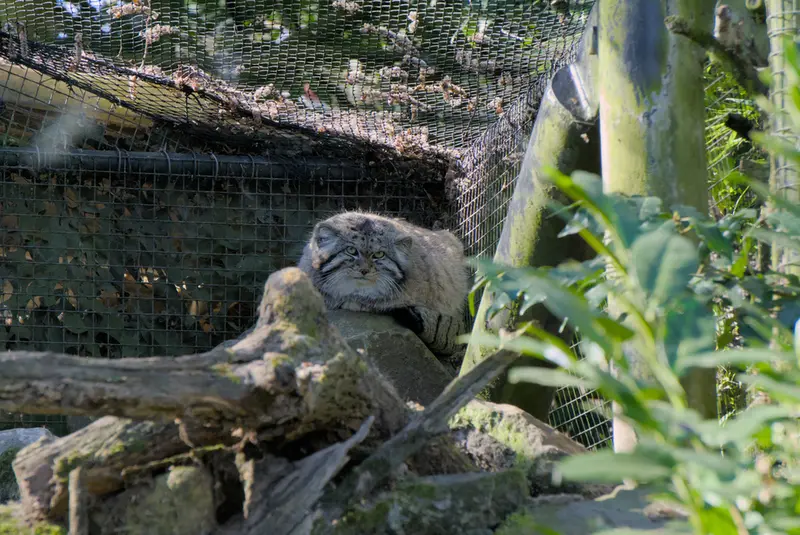 ロッテルダム動物園のノルブの写真