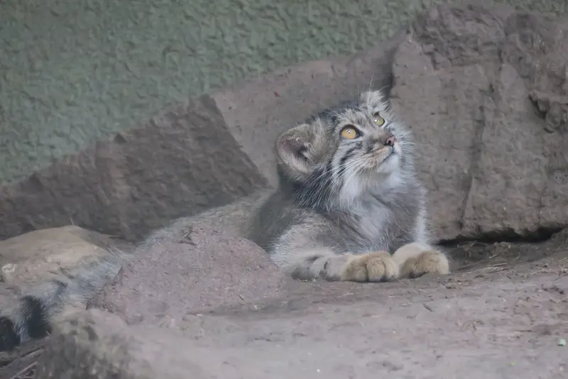 ブダペスト動物園・植物園のボリス Ⅱの写真
