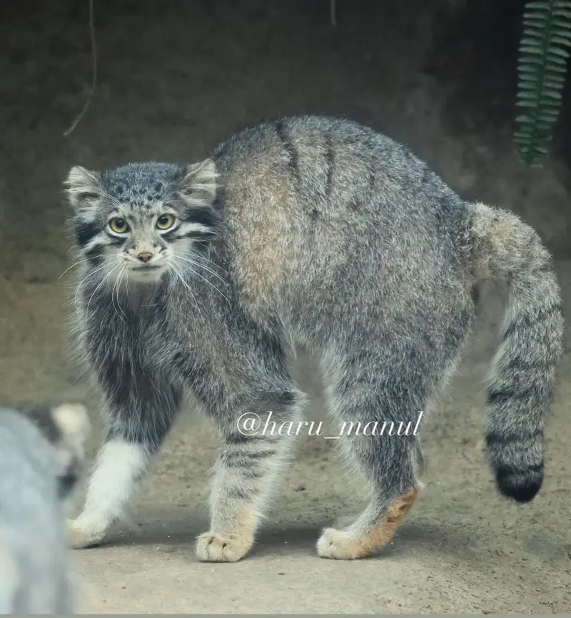神戸どうぶつ王国のオトの写真