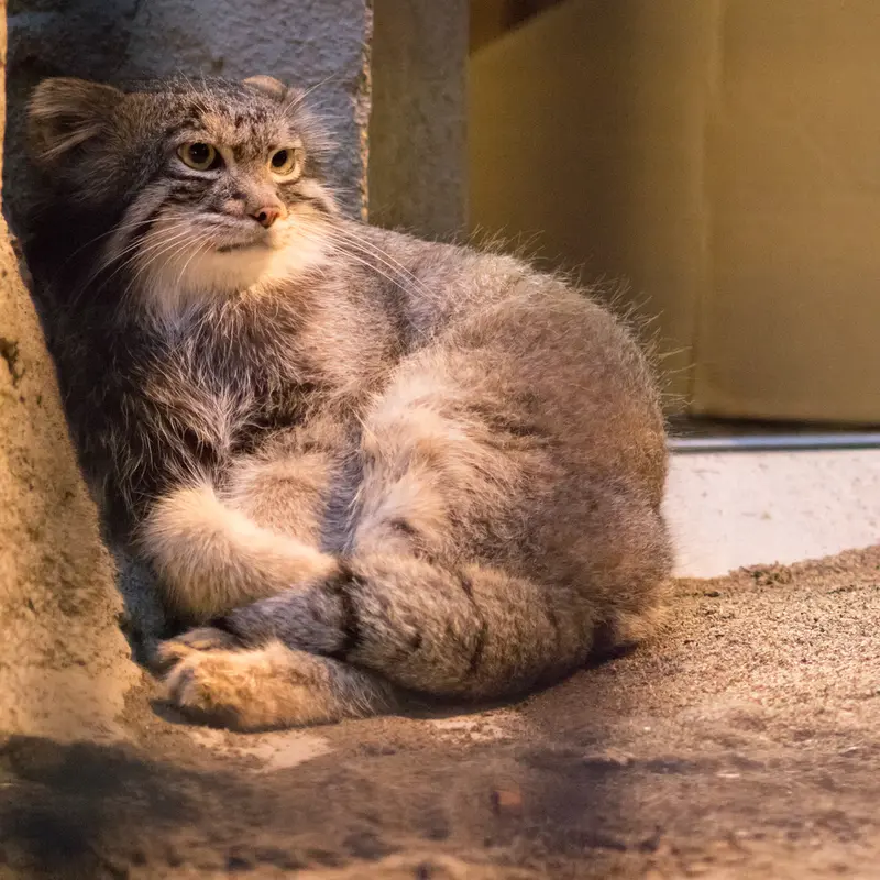 野毛山動物園のフィーガの写真