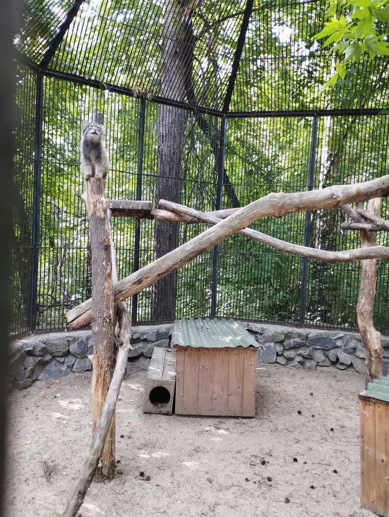 ノヴォシビルスク動物園のマヌルネコの写真