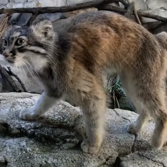 コロンバス動物園・水族館のムースの写真