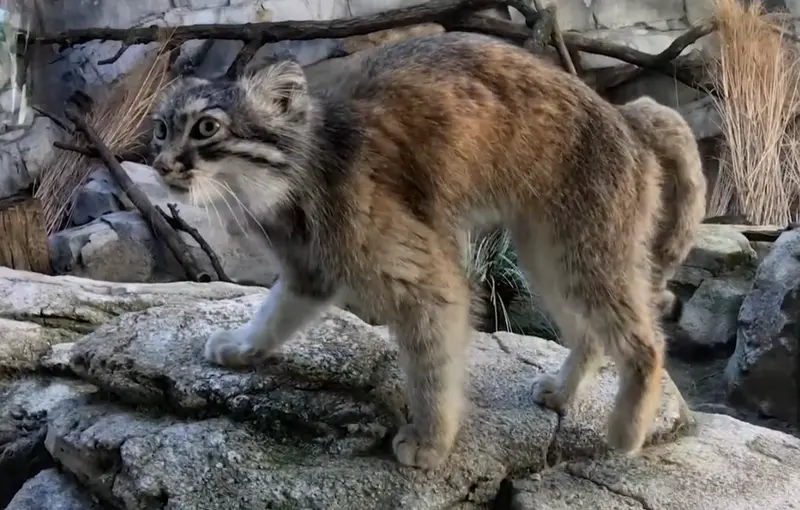 コロンバス動物園・水族館のムースの写真