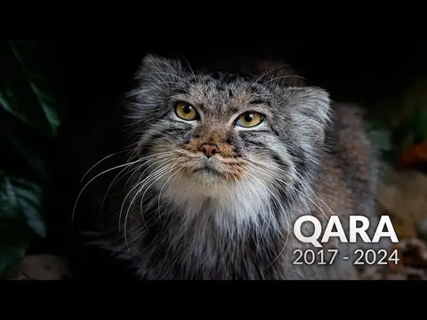 ビッグ・キャット・サンクチュアリのカラの動画
