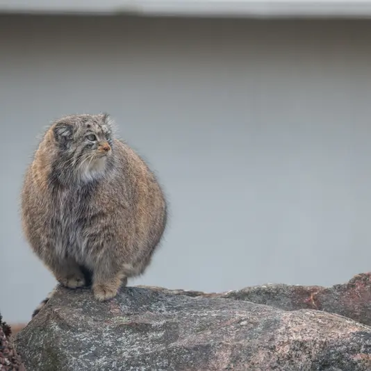 コルケアサーリ動物園のミミの写真