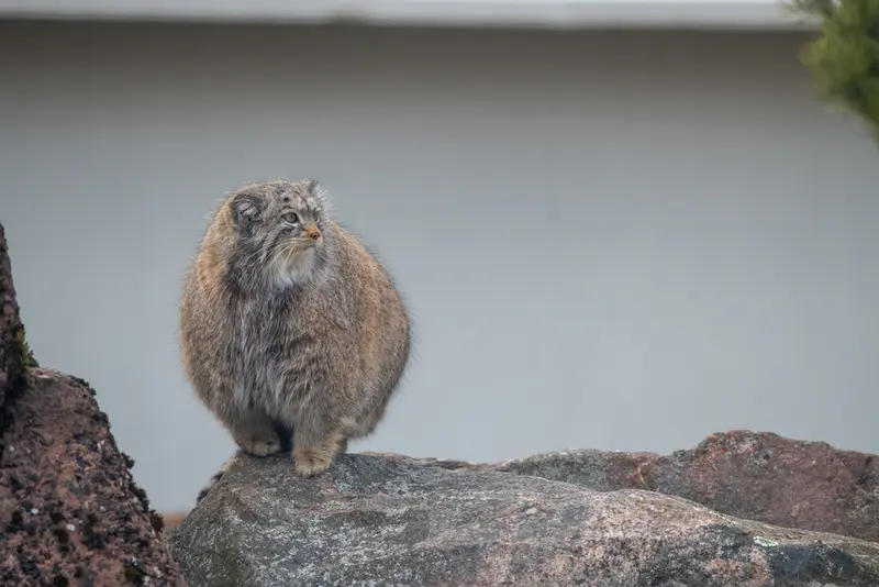 コルケアサーリ動物園のミミの写真