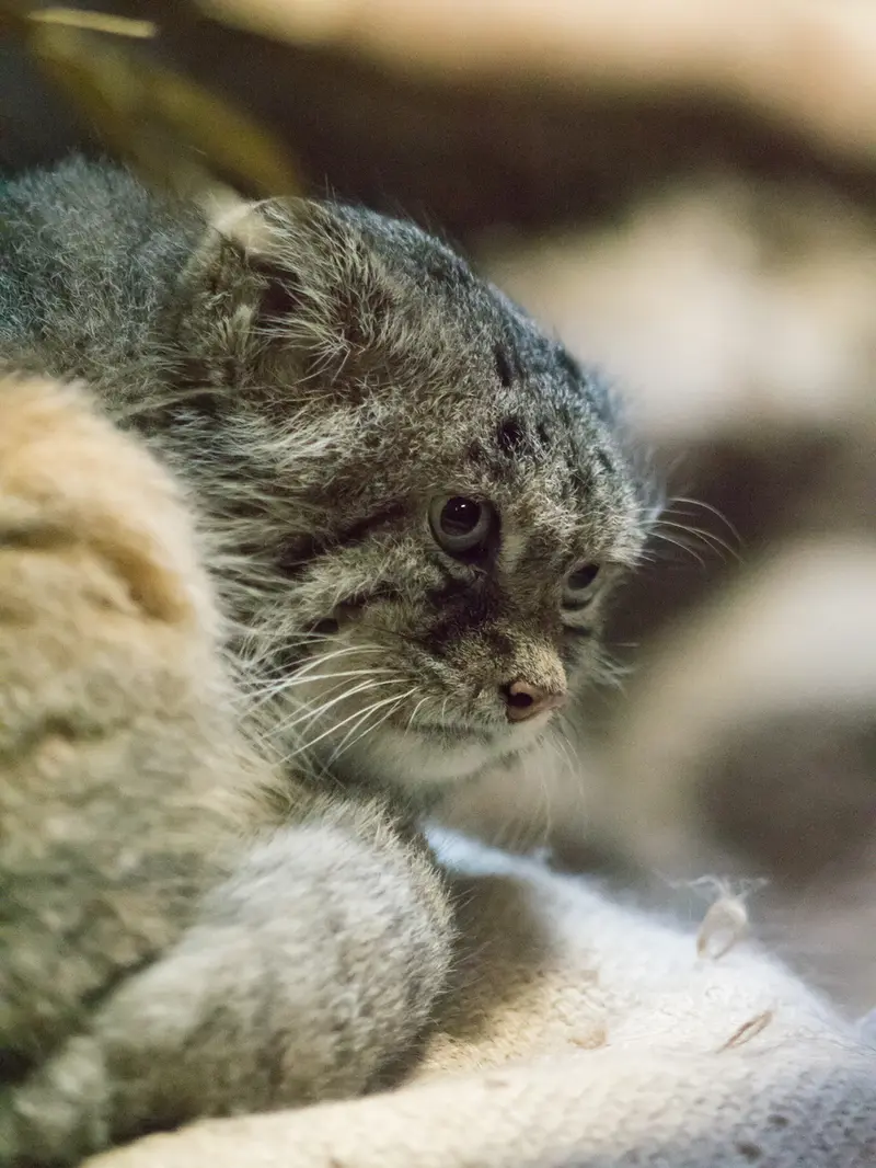 恩賜上野動物園のクリョンの写真