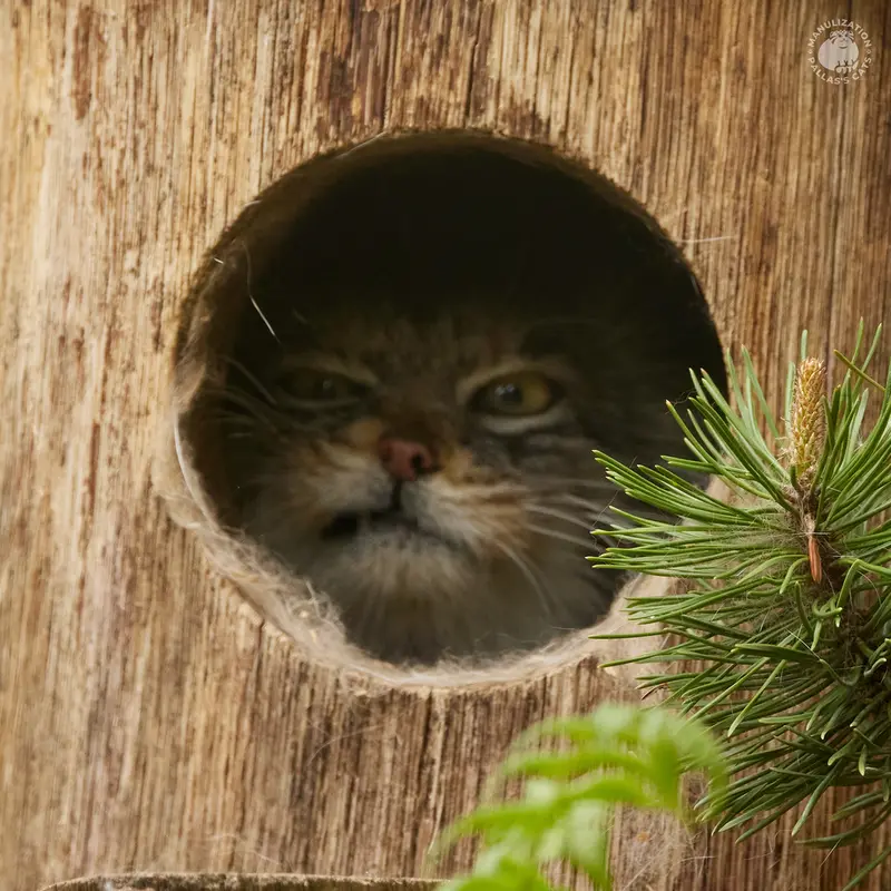 ヘラブルン動物園のプルシの写真