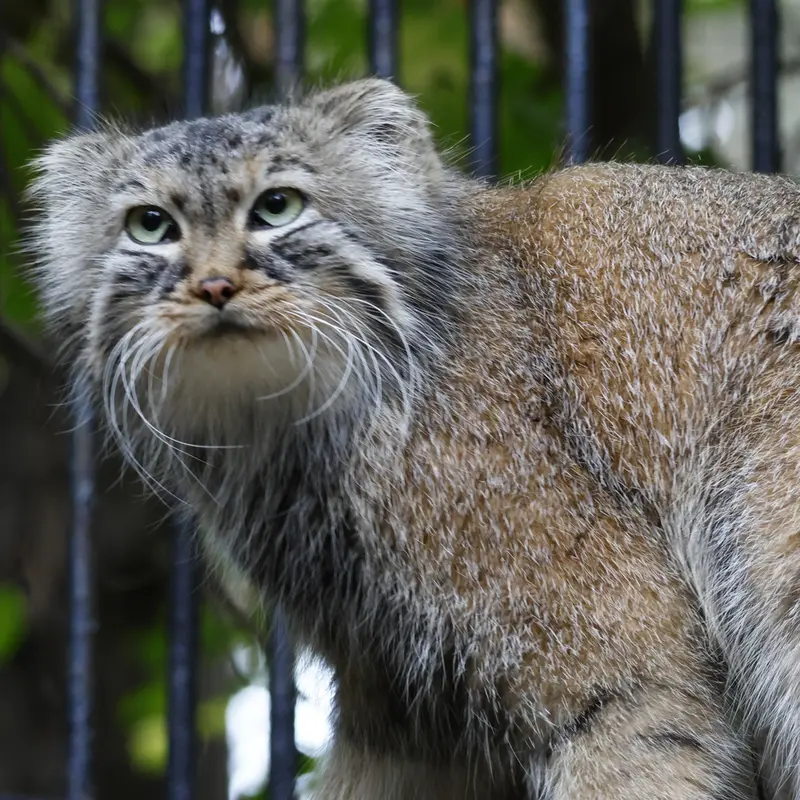 ノヴォシビルスク動物園のガビの写真