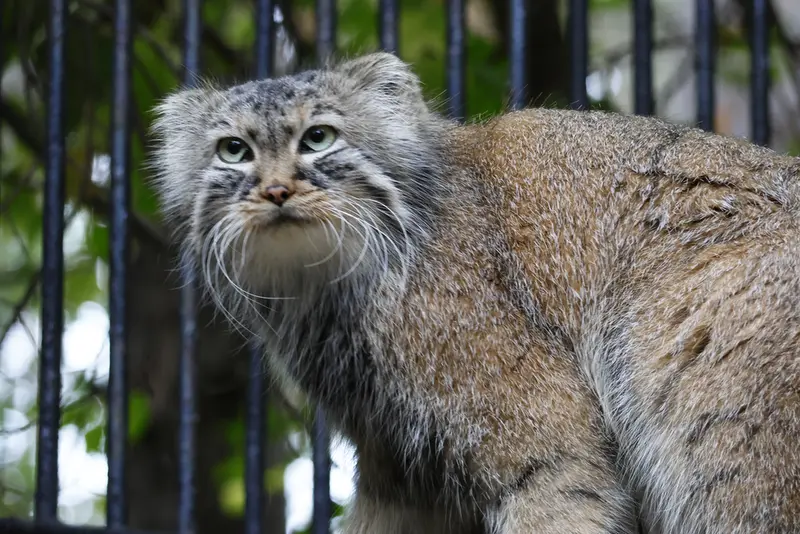 ノヴォシビルスク動物園のガビの写真