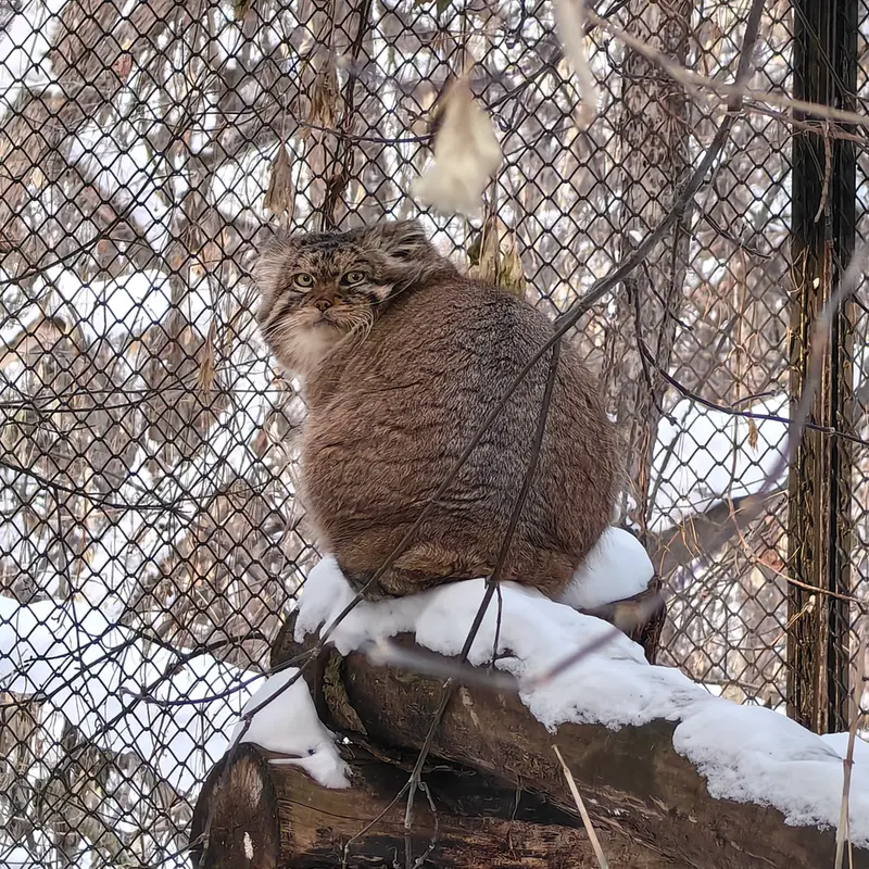 ノヴォシビルスク動物園のジョージの写真