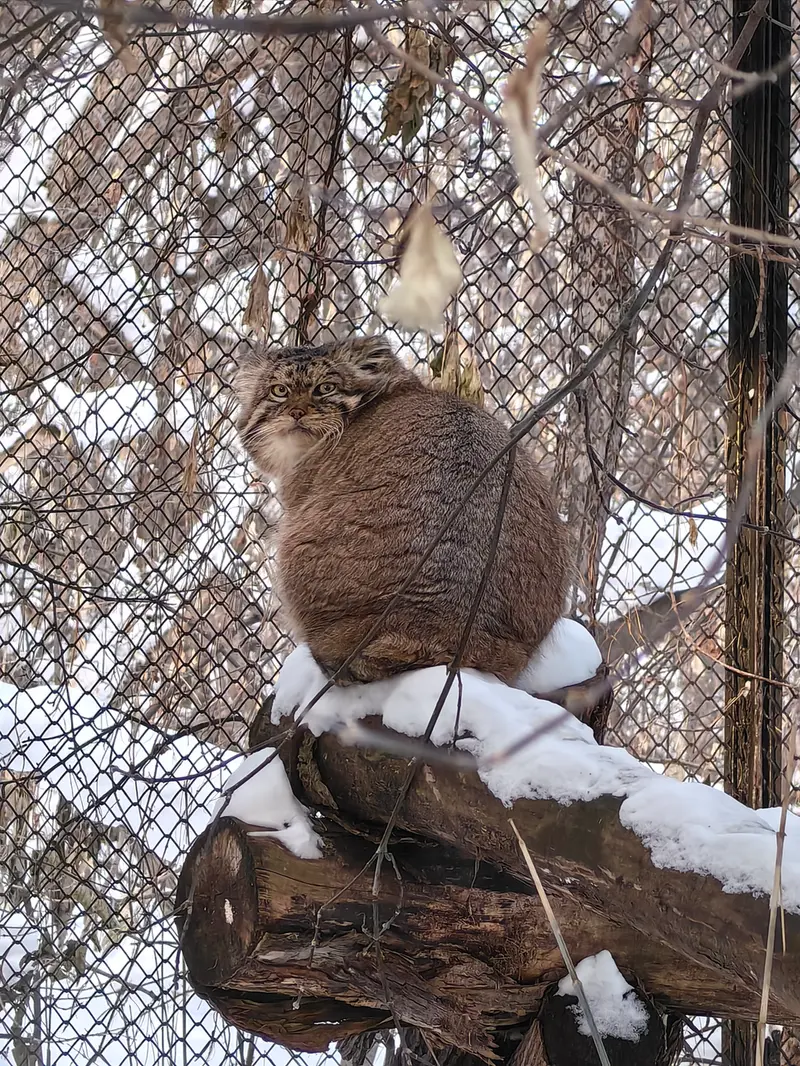 ノヴォシビルスク動物園のジョージの写真