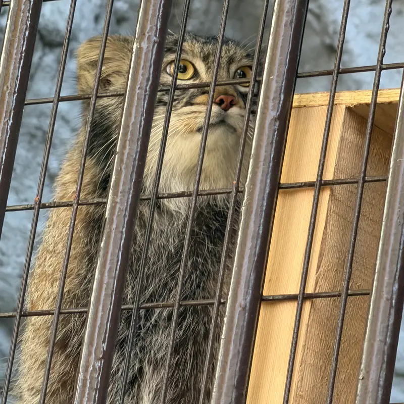 野毛山動物園のフィーガの写真