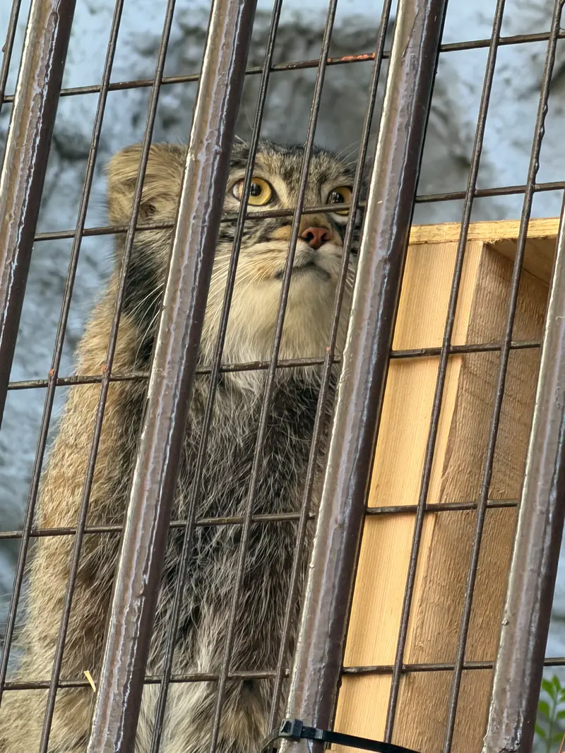 野毛山動物園のフィーガの写真