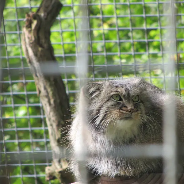 ザールブリュッケン動物園のカール・ハインツの写真