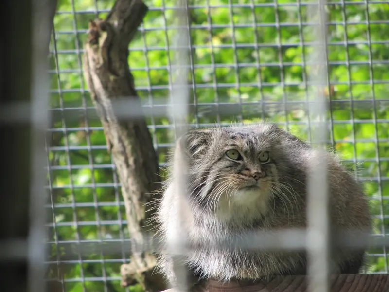 ザールブリュッケン動物園のカール・ハインツの写真