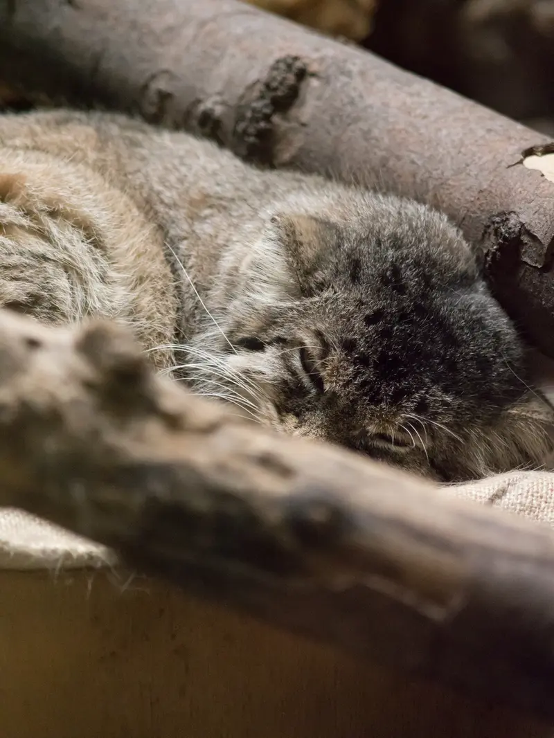 恩賜上野動物園のプリームラの写真