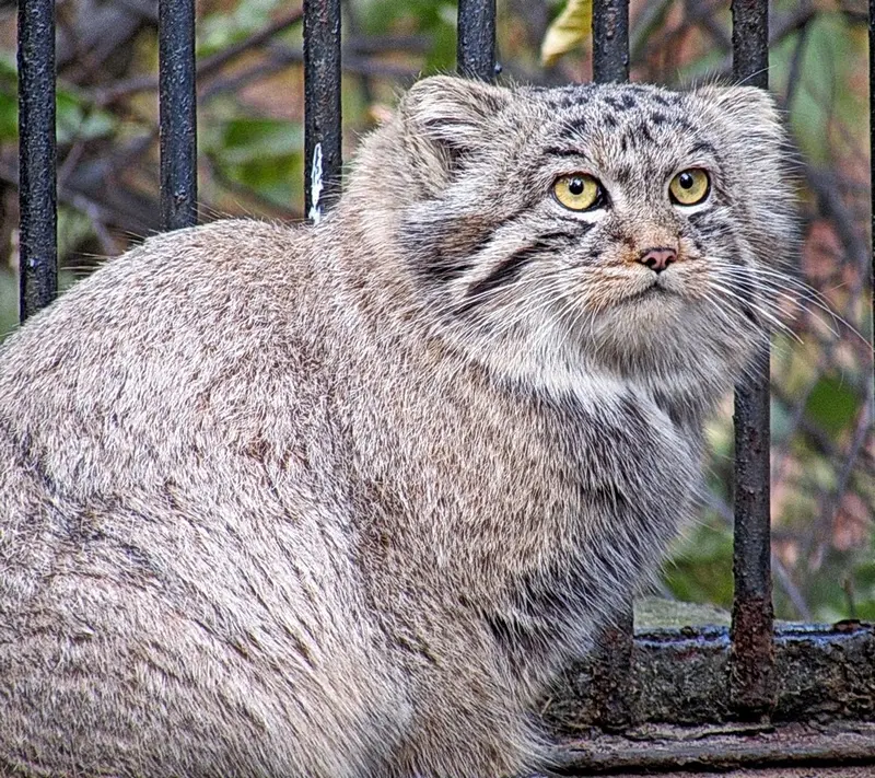 ノヴォシビルスク動物園のマヌルネコの写真
