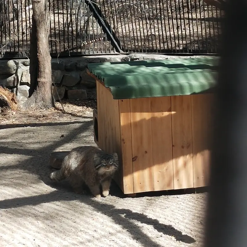 ノヴォシビルスク動物園のレオンの写真