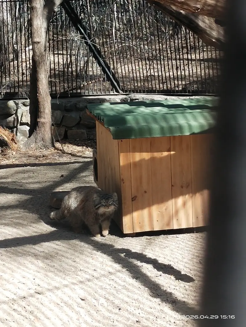 ノヴォシビルスク動物園のレオンの写真