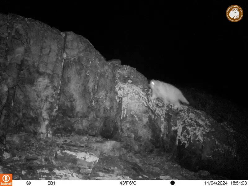 アクタス＝クンコラ［新］カメラトラップで撮影したOtocolobus manul manulの写真