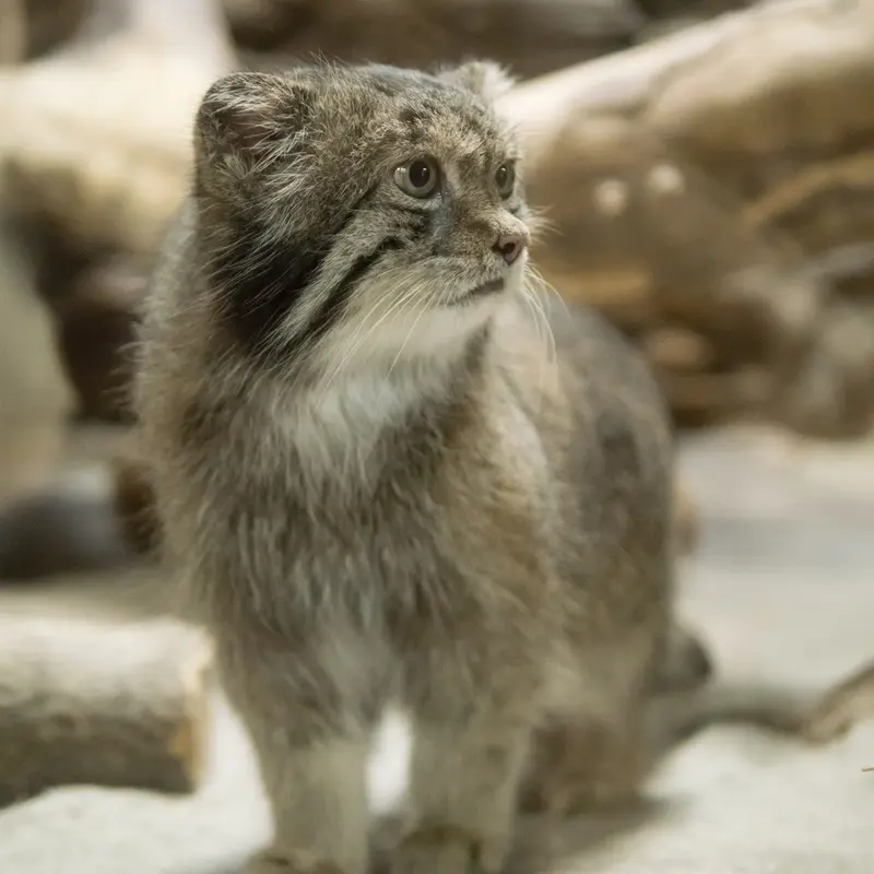 恩賜上野動物園のクリョンの写真