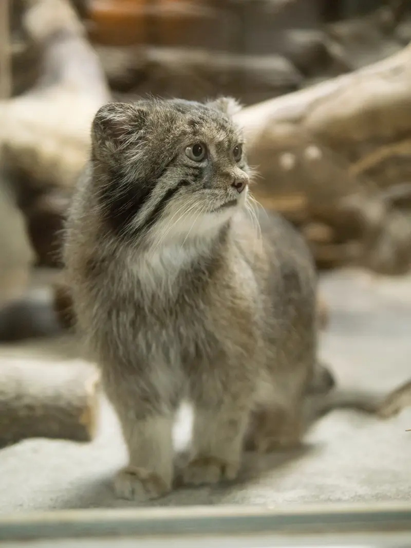 恩賜上野動物園のクリョンの写真