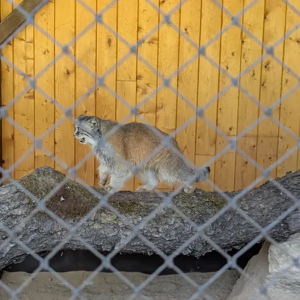 イフラヴァ動物園のルガシャの写真