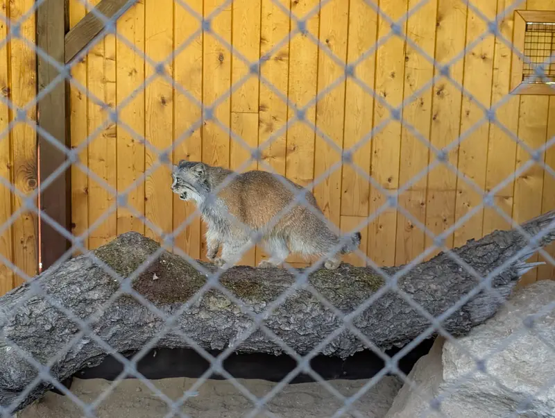 イフラヴァ動物園のルガシャの写真