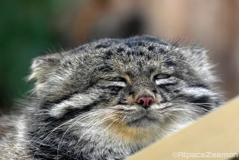 神戸どうぶつ王国のナルの写真