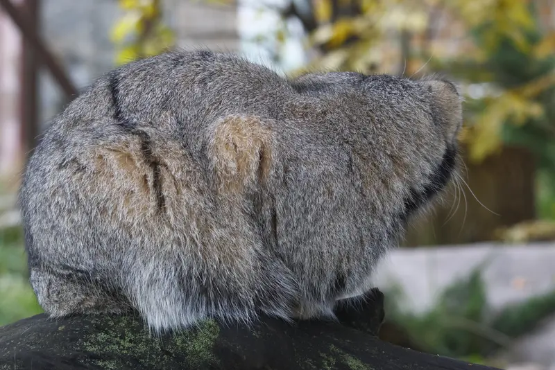 モスクワ動物園のティモフェイの写真