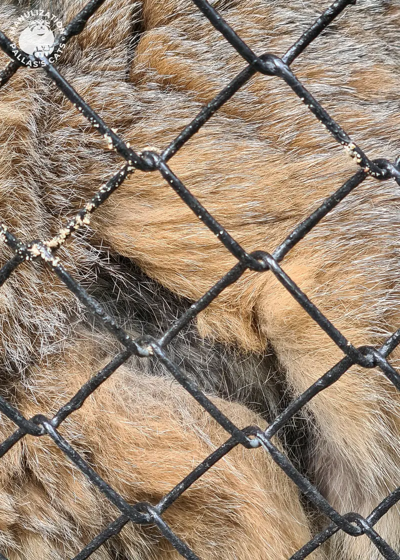 ノヴォシビルスク動物園のゼレノゴルスクの写真