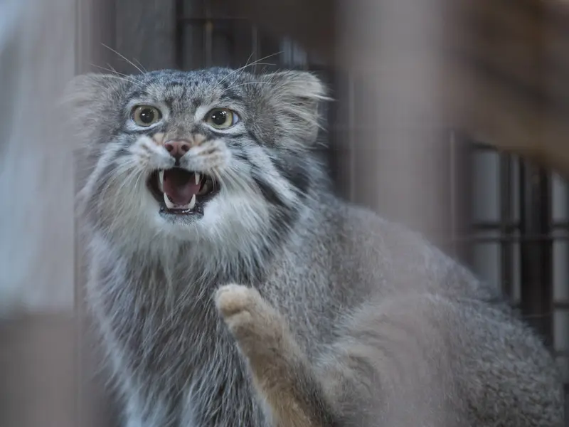 野毛山動物園のフィーガの写真