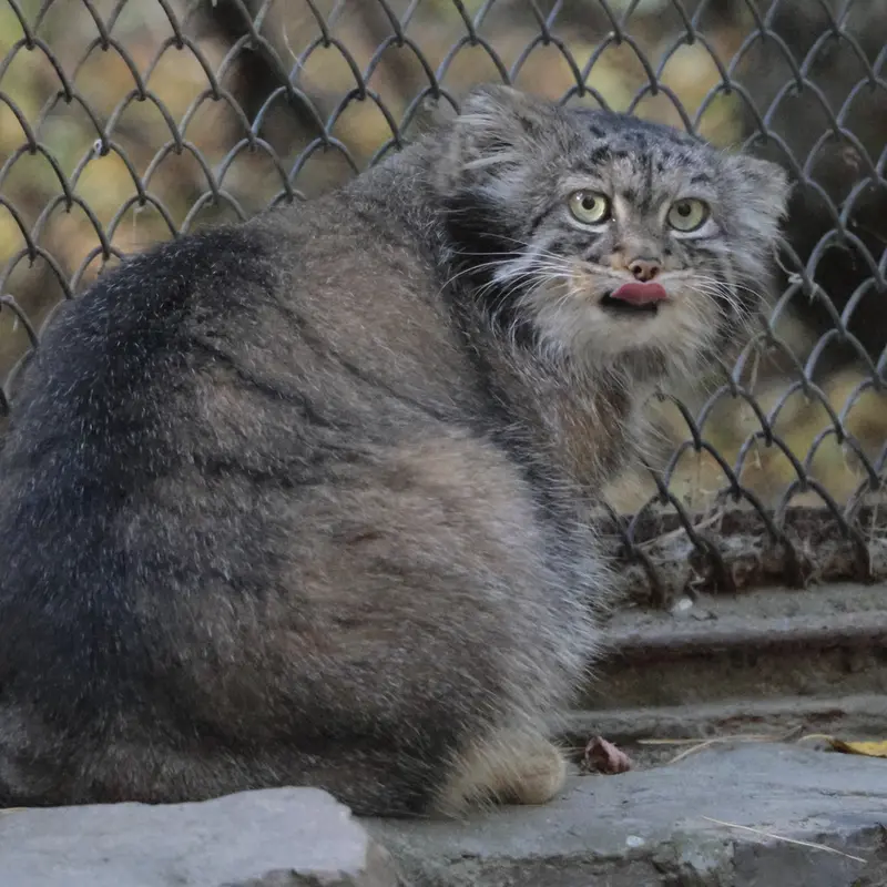 ノヴォシビルスク動物園のアデルの写真